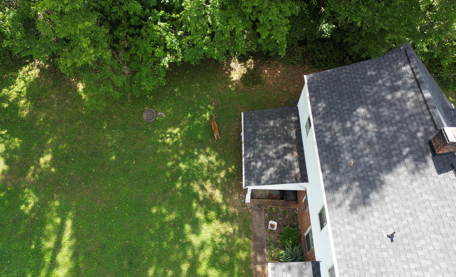 Deer was grazing on the other side of the house during the inspection.